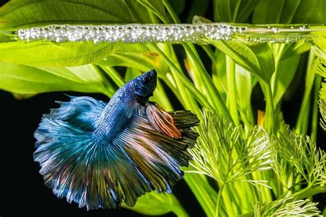 Bubble Nest Betta Fish Care