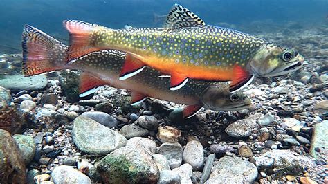 Brook Trout Spawning Youtube