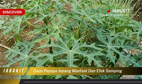 Banyak Yang Belum Tau Ini Dia 7 Manfaat Daun Pepaya Jepang Yang Bikin