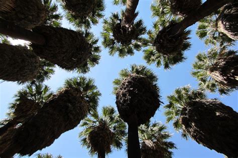 Palm Springs Attractions: Escape Into California's Desert Beauty