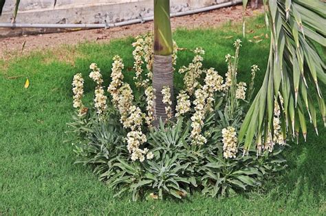 Premium Photo The Small Garden Of Tooba Mosque In Karachi Pakistan