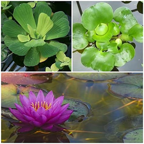 The Best Oxygenating Pond Plants Top 8 Plant Species Pond Informer