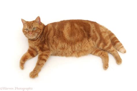 Ginger Cat Lying Down Photo WP09437