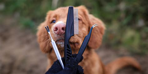 Removing a tick from your dog safely