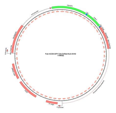 Addgene Pub Mcd Gfp T A Dsred Nls Sv