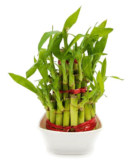 Lucky Bamboo 3 Layer Feng Shui Plant Planto India