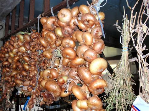 Репчатый лук — правильно собираем урожай и готовим к хранению. Фото ...