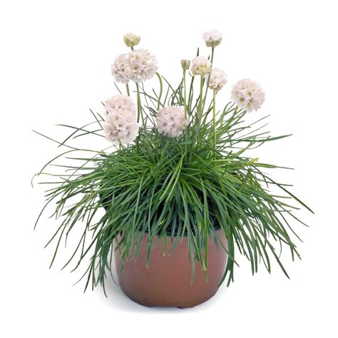 Armeria Maritima White Schneider Bv Schneider Young Plant And Seed