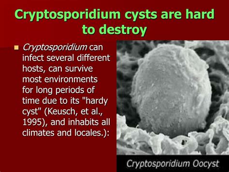 Ppt Cryptosporidium Powerpoint Presentation Id9791