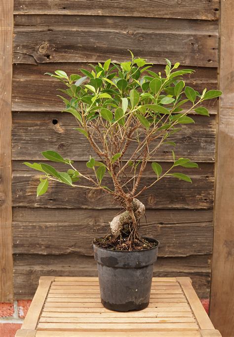 Fukien Tea Tree Leaves Bonsai Trees And Associated Plants