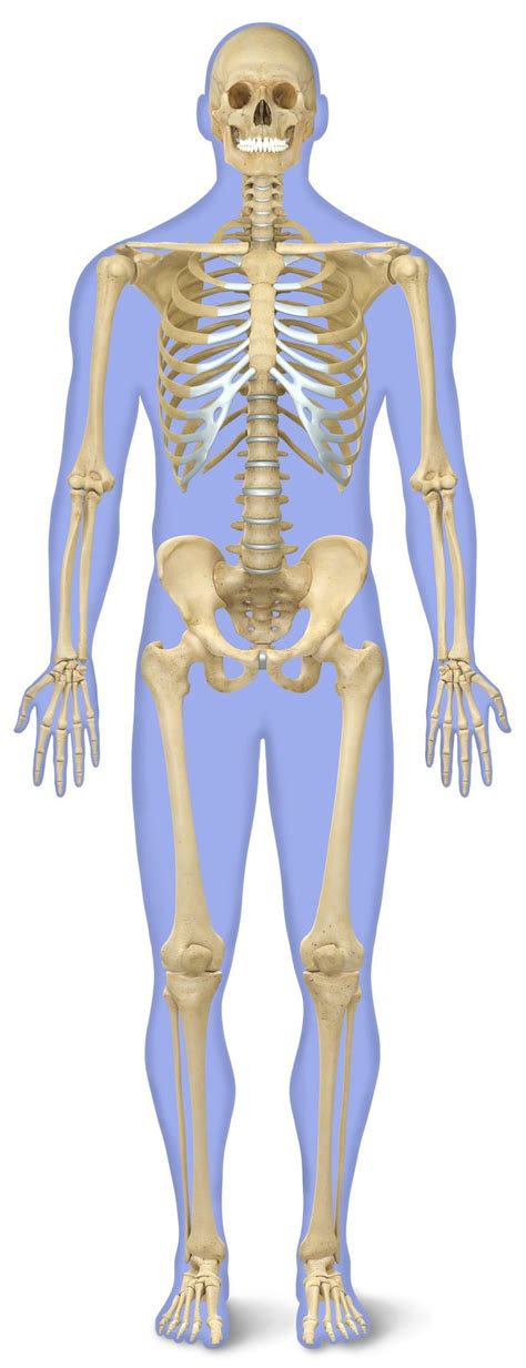 Skeleton And Bones Pic Of Human Body Human Skeleton For Kids Human