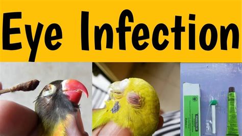 Eye Infection Reason And Treatment In Budgies Parrots And Lovebirds Youtube