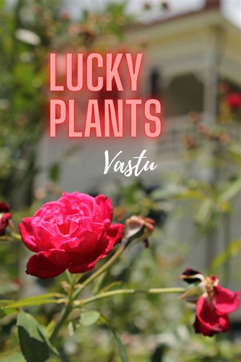 Lucky Plants To Keep In Home Tree In Front Of Main Door Vastu