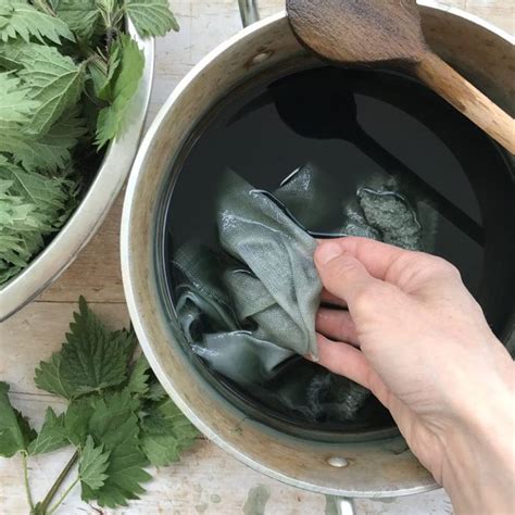 Dyeing With Nettles Bonus Herbalist Interview Rebecca Desnos