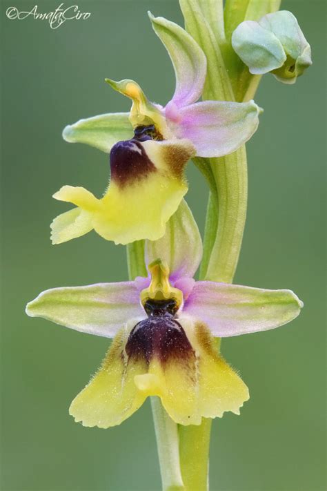 Ophrys Lacaitae Amatafoto