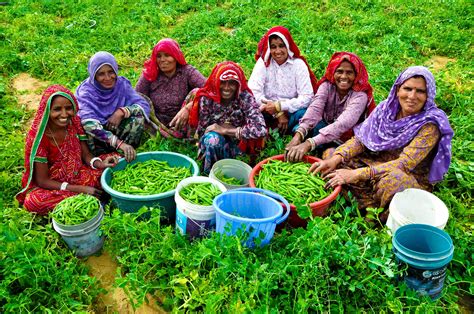 Chirawa: Green revolution in a parched village