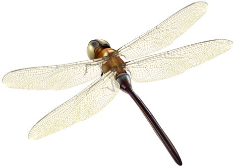 Dragonfly Clipart Images Free Download Dragon Fly Png Free