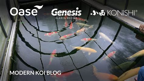 Modern Koi Blog 5456 Schweiz Spezial Michaels 35 000 Liter Koiteich