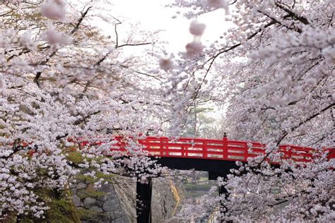 Japanese Cherry Blossoms Are Seen With Red Bridge Japan Stock Photo