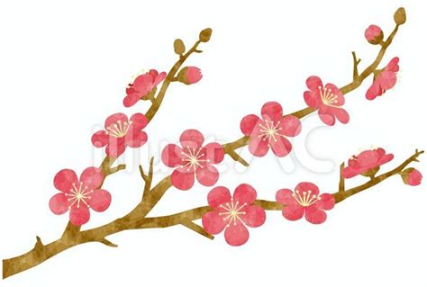 梅の花／紅梅イラスト No 668342｜無料イラスト・フリー素材なら「イラストac」