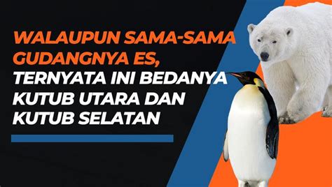 Nonton Video Perbedaan Kutub Utara Dan Kutub Selatan Terbaru Vidio