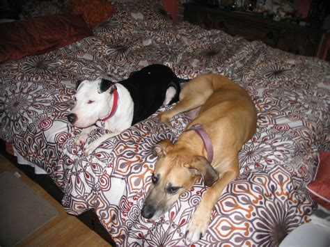 Sandra Has Some Dildo Fun XNXX Adult Forum