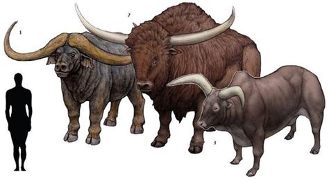 Prehistoric Cattle Extinct Animals Ancient Animals Prehistoric