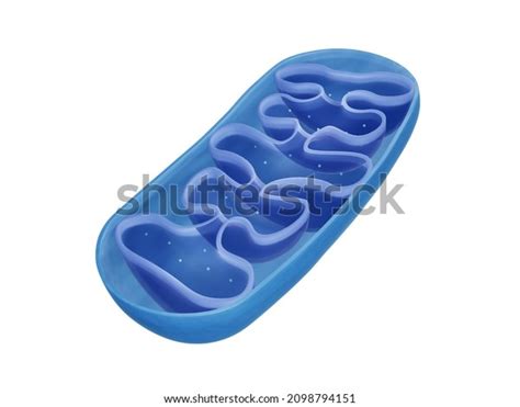 Mitochondria Cross Section View Mitochondrion On Stock Illustration