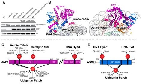 BAP1 ASXL1 Nucleosome Contacts Are Extensively Mutated In Cancers A