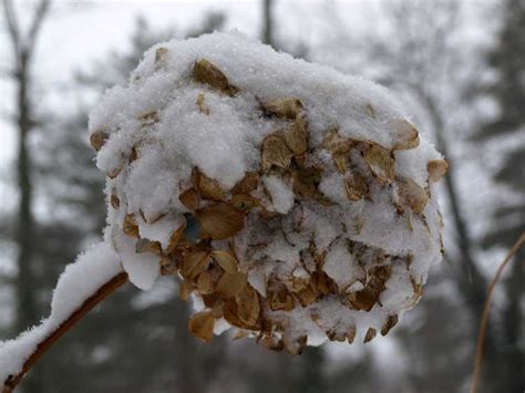 Winter Kill On Hydrangea Comment Prot Ger Les Hortensias Des