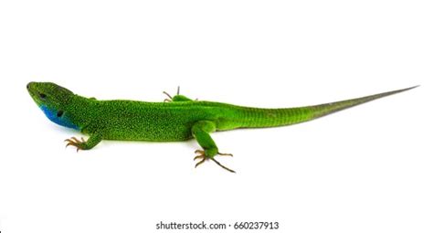 Green Lizard Isolated Stock Photo 660237913 | Shutterstock