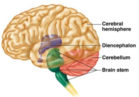 Neurophys General Sensory Systems And Spinal Reflexes Flashcards Quizlet