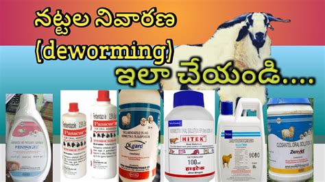 Deworming In Sheeps Deworming Shedule In Sheep Farming Best Dewormers