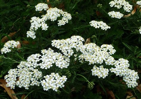 Flores Blancas O Achillea Millefolium De La Milenrama Foto De Archivo Imagen De Medicina