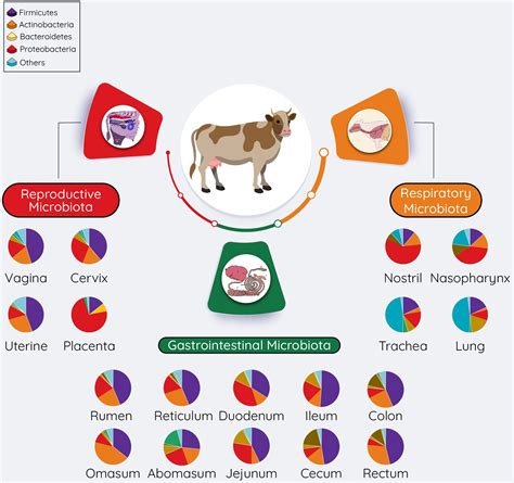 Frontiers Bovine Animal Model For Studying The Maternal Microbiome