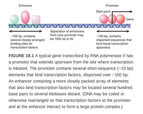 Eukaryotic Transcription Flashcards | Quizlet