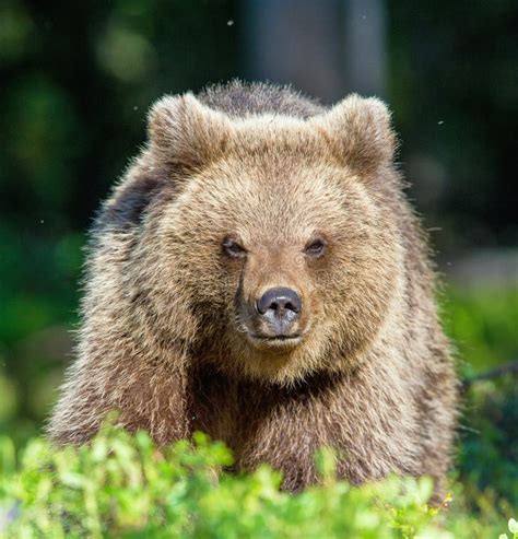 Wild Brown Bear Cub Closeup Stock Photo - Image of mammal, cute: 117751840