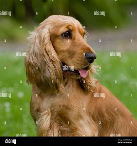 Goldene Cocker Spaniel Welpen Hintergrundbilder