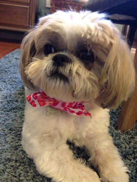 Shih Tzu Boy Haircuts - Shih Tzu Dog