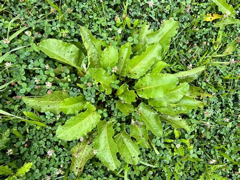 Eloge Des Mauvaises Herbes Ce Que Nous Devons A L 7