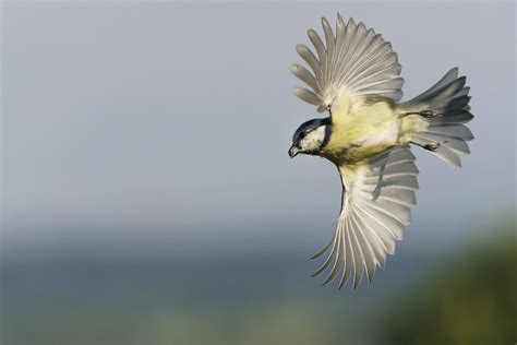 M Sange Bleue A Dxo Sony A Sony Fe G Oss Flickr