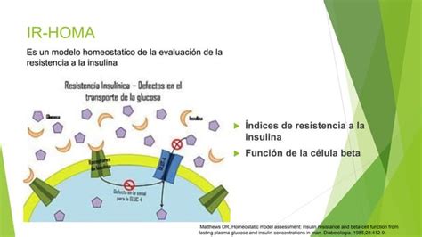 Disminuci N En Los Niveles De Insulina E Ir Homa En Ratas Obesas