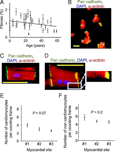 Cardiomyocyte Proliferation Contributes To Heart Growth In Young Humans