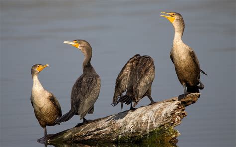 August Ebirder Of The Month Challenge Minnesota Ebird