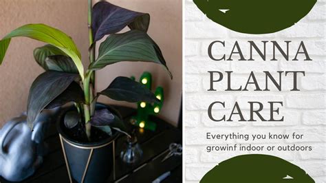 Canna Lily Complete Care Guide To Grow Indoors Outdoors For