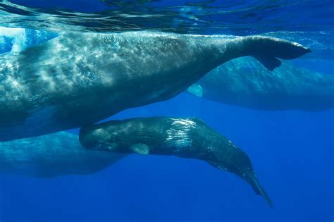 Toxic Tides Troubled Whales The Toll Of Chemical Pollution Whale And Dolphin Conservation Usa