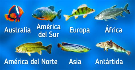 Guía De Diferentes Tipos De Peces Ideas En 5 Minutos