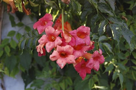 Container Grown Trumpet Vine Plants How To Grow Trumpet Vine In A