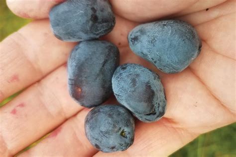 Haskap Berries: Flavorful Superfood | Idaho Senior Independent