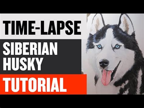 Four minute painting tutorial: "How to Paint a Siberian Husky Dog ...